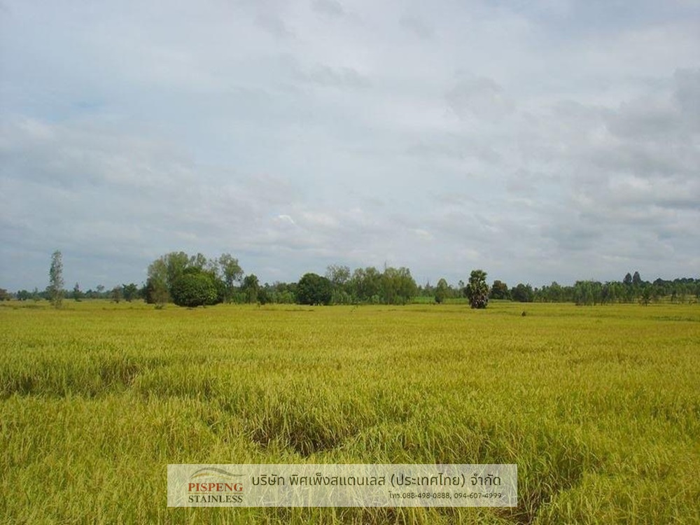 บ้านธรรมษา ปลูกข้าว